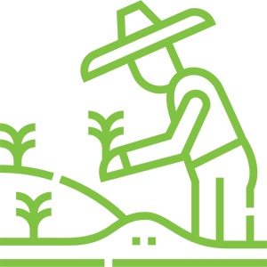 Our Process | Organic Ceylon Spices Exporter 1 Farmer Planting Plants