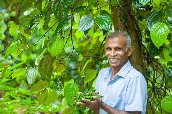 Ceylon Organic Spices Farmers with JAPC