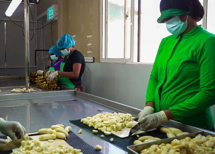 Organic Dehydrated Fruits Processing at JAPC