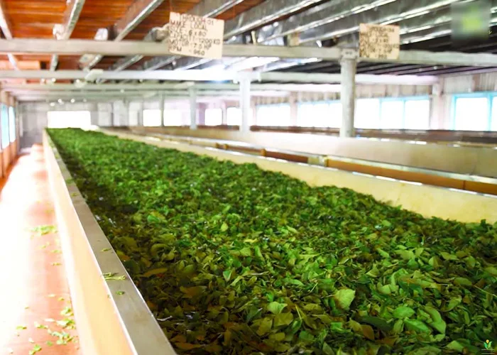 Organic Tea Processing at JAPC
