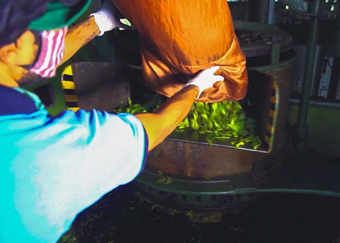 Organic Tea Processing at JAPC