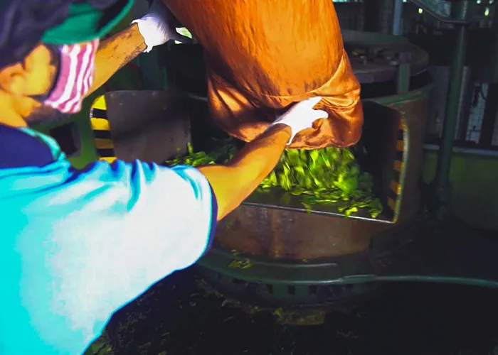 Organic Tea Processing at JAPC