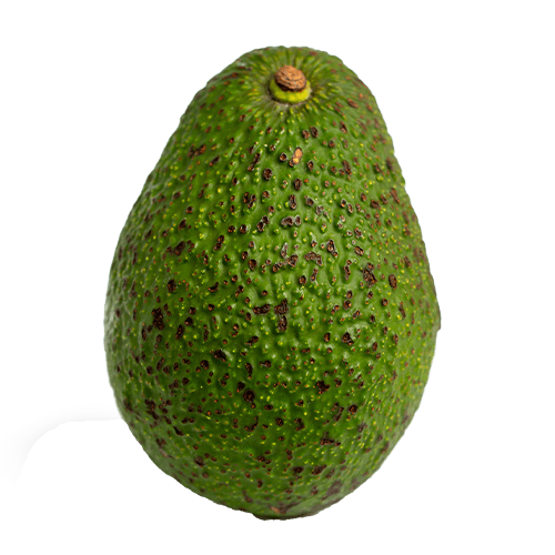 Organic Ceylon Fruit Avocado
