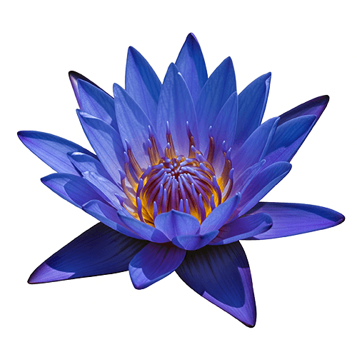 Organic Ceylon Herb Blue Water Lily