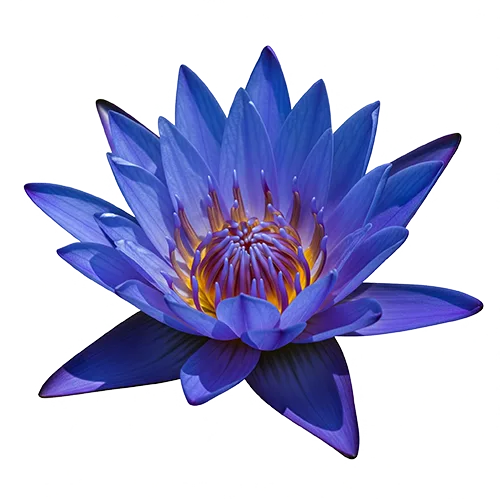 Organic Ceylon Herb Blue Water Lily