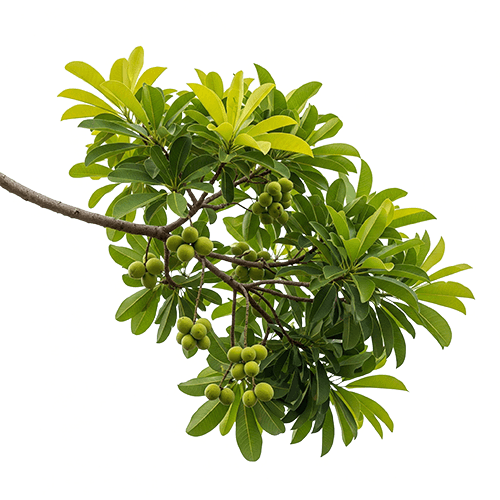 Organic Ceylon Herb Bulu