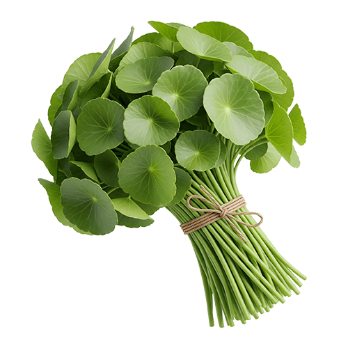 Organic Ceylon Herb Gotukola