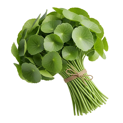 Organic Ceylon Herb Gotukola