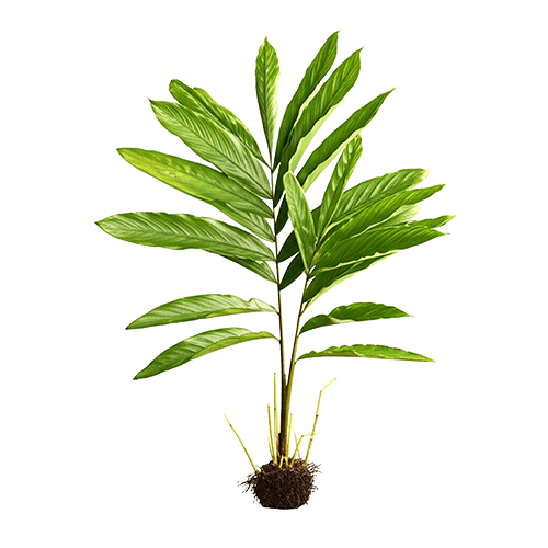 Organic Ceylon Herb Heen Araththa