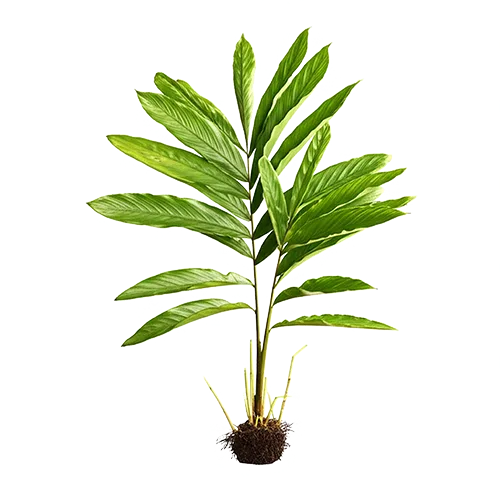 Organic Ceylon Herb Heen Araththa