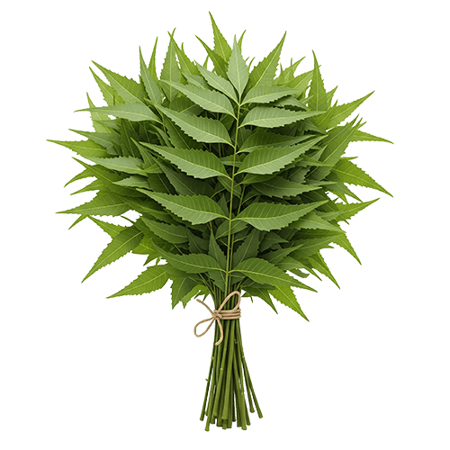 Organic Ceylon Herb Kohomba