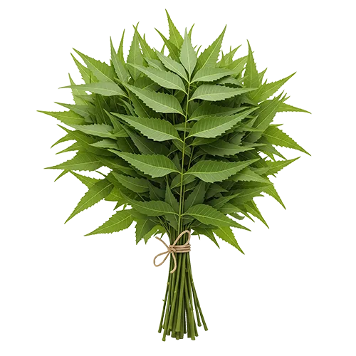 Organic Ceylon Herb Kohomba