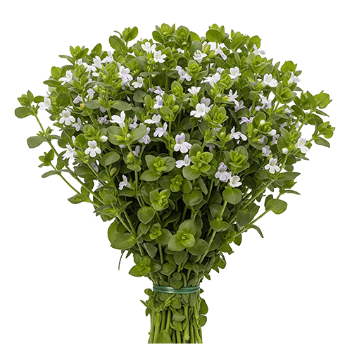 Organic Ceylon Herb Lunuwila