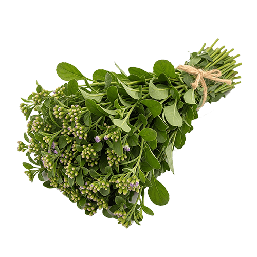 Organic Ceylon Herb Monarakudumbiya