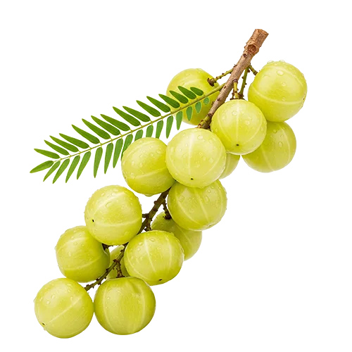 Organic Ceylon Herb Nelli