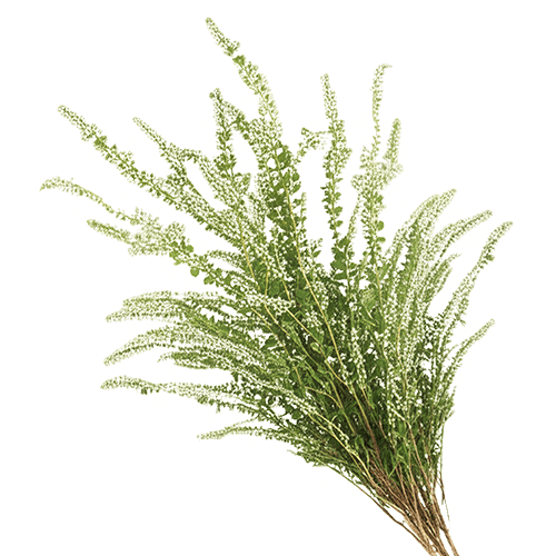 Organic Ceylon Herb Polpala