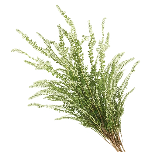 Organic Ceylon Herb Polpala