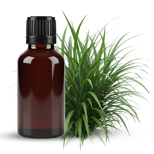 Essential Oils and Extract Powders | Organic Ceylon Spices Exporter 8 Organic Citronella Essential Oil