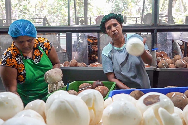 Gallery | Organic Ceylon Spices Exporter 24 Organic Coconut Products Images