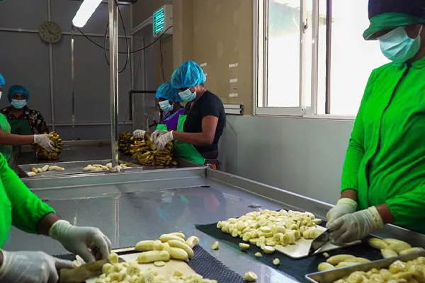 Organic Dehydrated Fruits Images