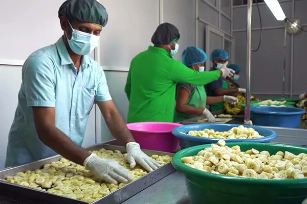 Organic Dehydrated Fruits Images