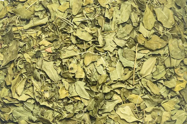 Organic Ceylon Moringa