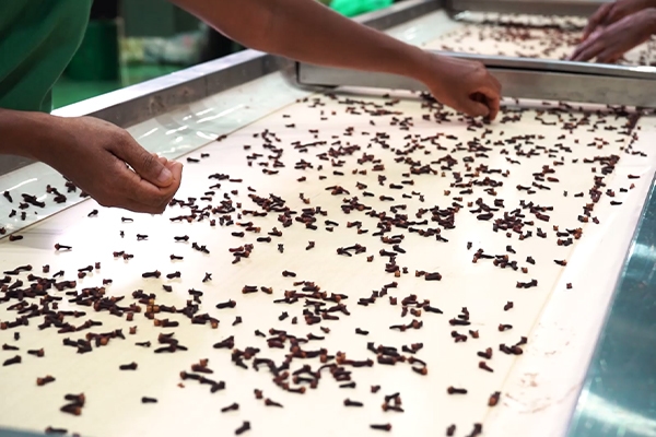 Gallery | Organic Ceylon Spices Exporter 19 Organic Spices Images