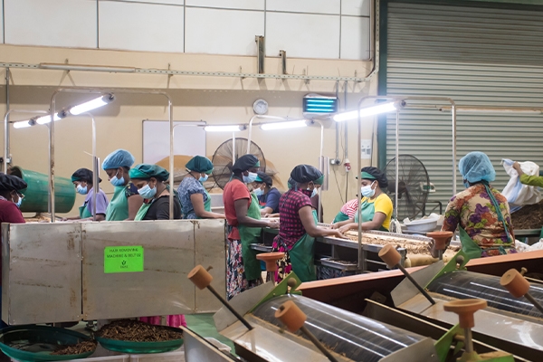 Gallery | Organic Ceylon Spices Exporter 16 Organic Spices Images
