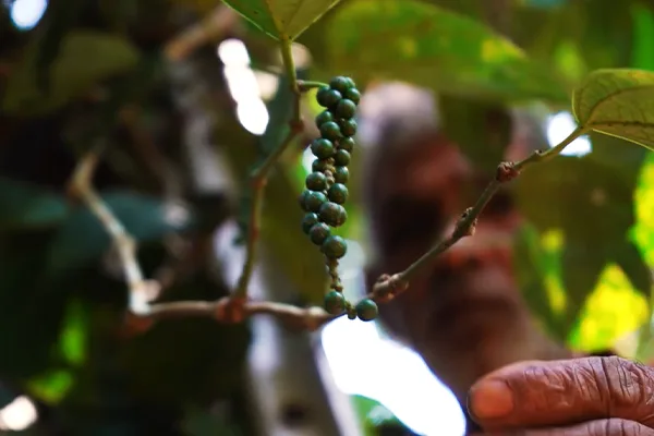 Organic Supply Chain Images