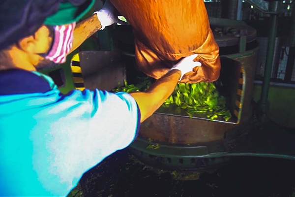 Gallery | Organic Ceylon Spices Exporter 33 Organic Teas Images