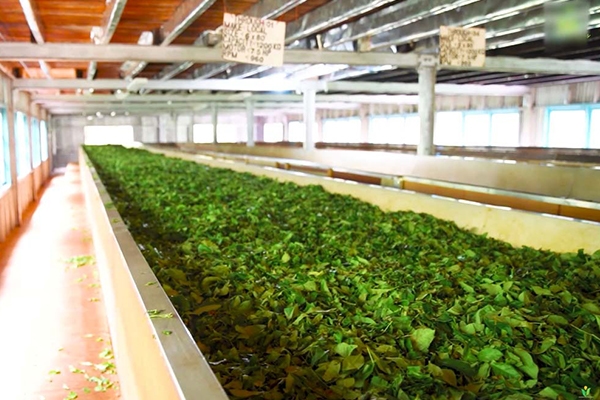 Gallery | Organic Ceylon Spices Exporter 32 Organic Teas Images