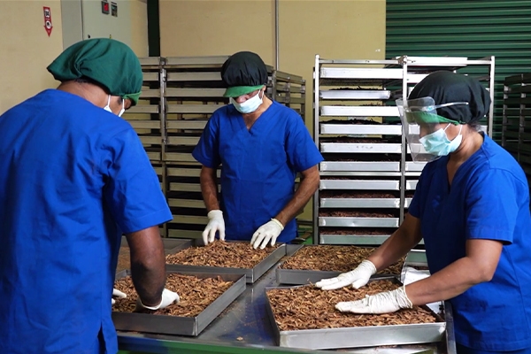 Gallery | Organic Ceylon Spices Exporter 50 JAPC Quality Control Images